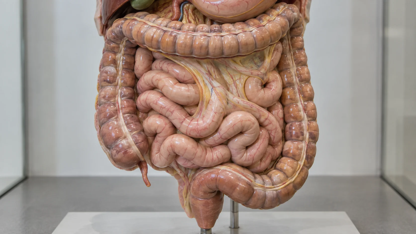Digestive anatomy model showing the small intestine framed by the colon