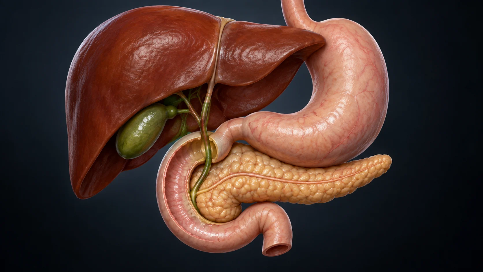 Liver gallbladder pancreas stomach and duodenum in anatomical position