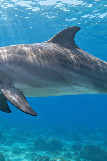 Common bottlenose dolphin swimming through clear coastal water