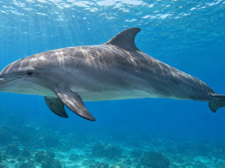 Common bottlenose dolphin swimming through clear coastal water