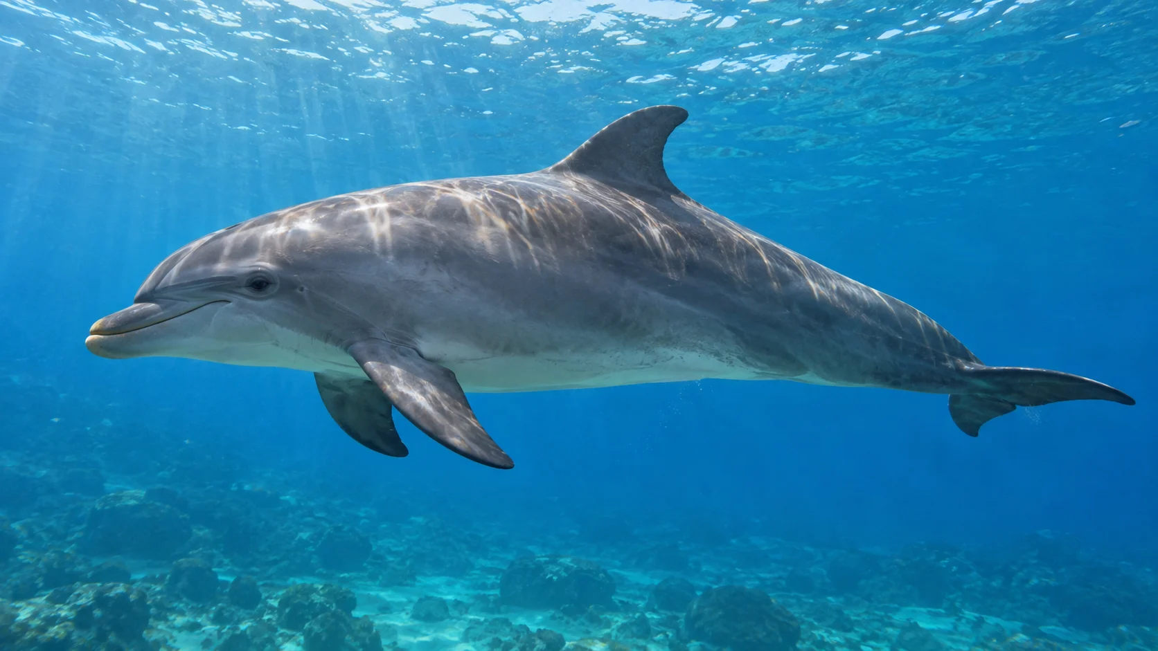 Common bottlenose dolphin swimming through clear coastal water