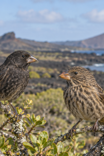 Galapagos finches with varied beak shapes perched in island scrub