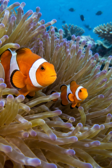 Adult and juvenile clownfish swimming in a tropical sea anemone