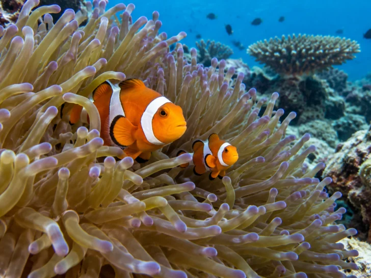 Adult and juvenile clownfish swimming in a tropical sea anemone