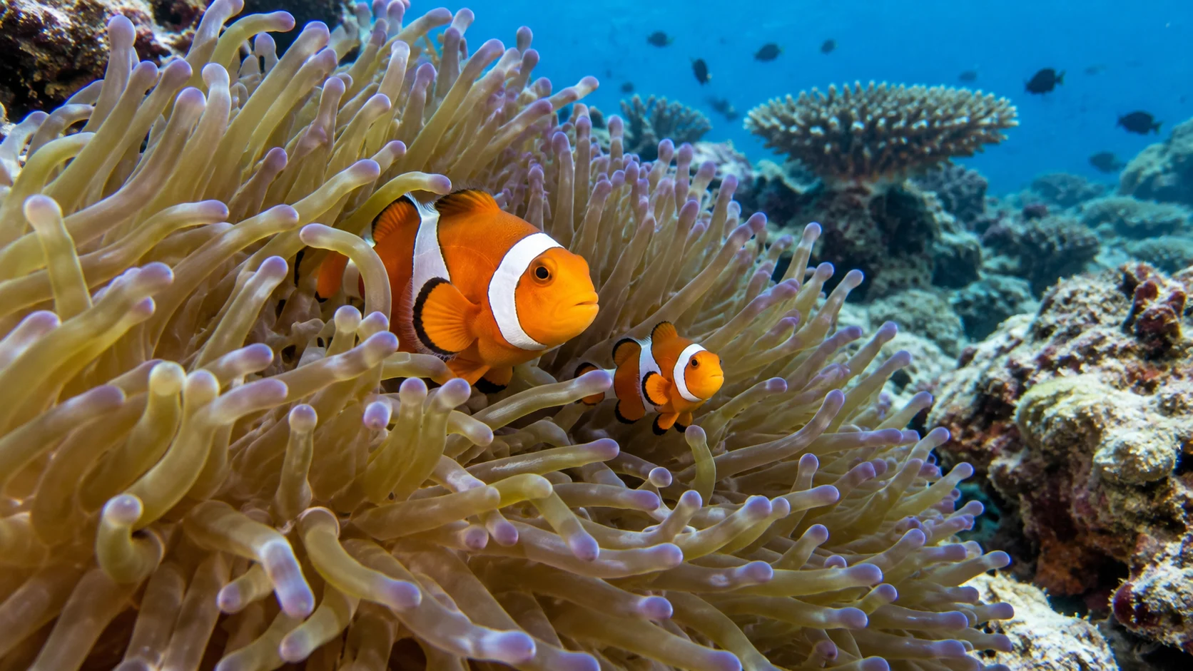 Adult and juvenile clownfish swimming in a tropical sea anemone