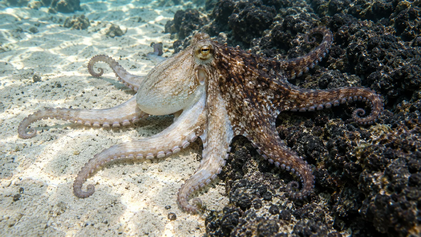 Single octopus changing from pale smooth skin to dark textured camouflage across sand and rock