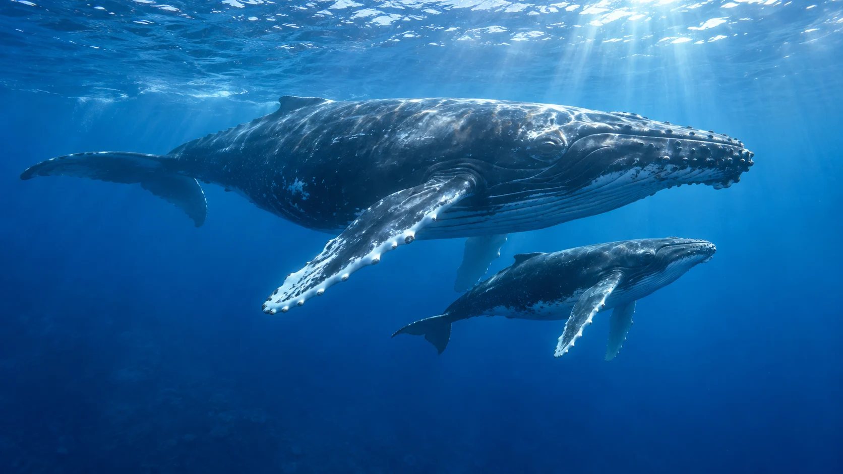 Humpback whale mother and calf swimming below the surface