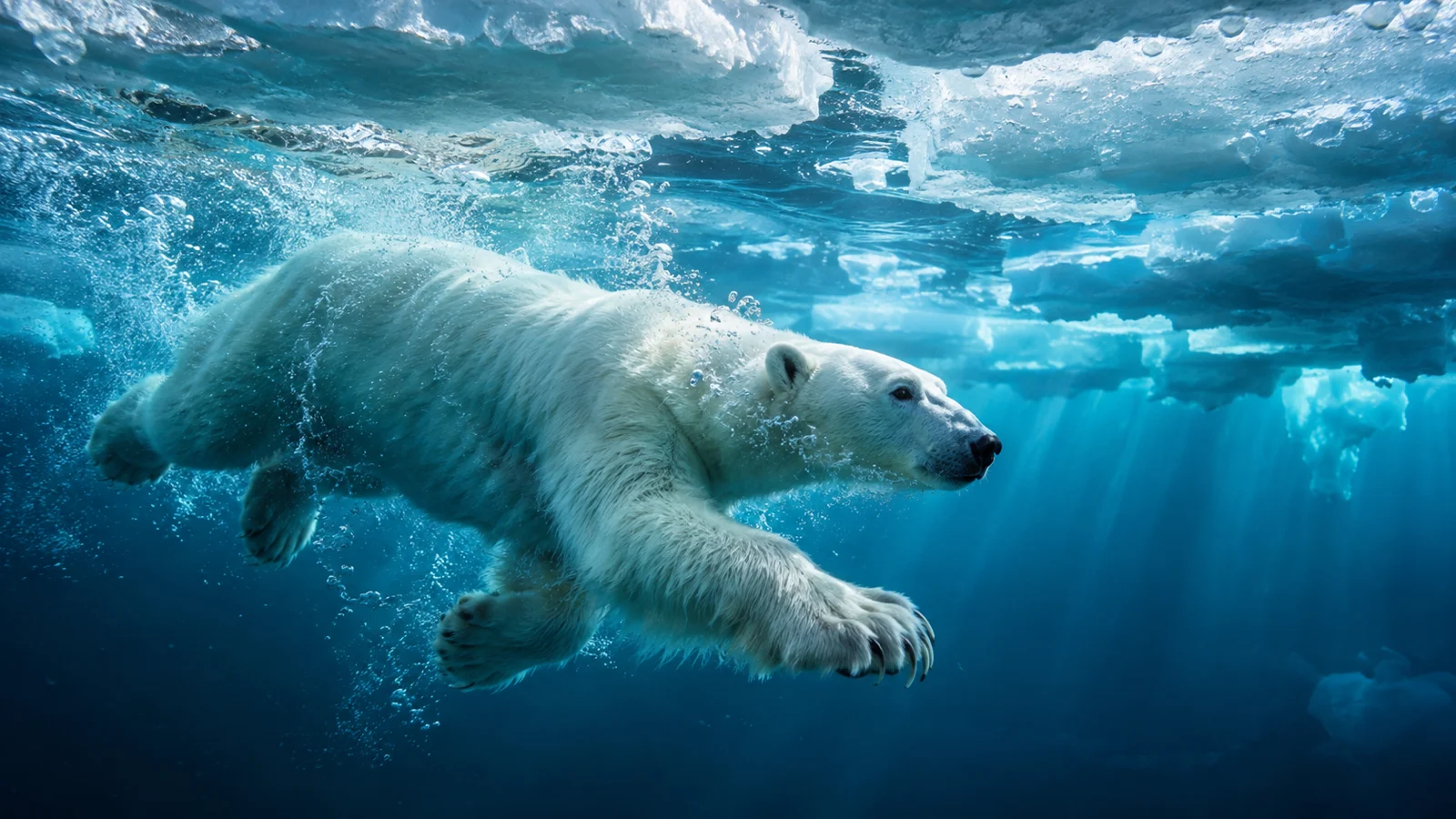 A polar bear swims beneath broken sea ice in clear blue water.