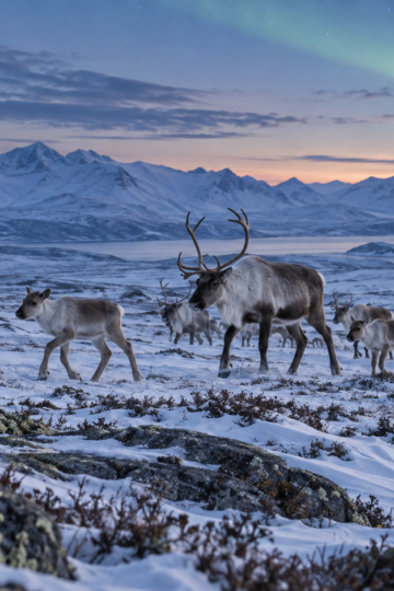 A wild reindeer herd crosses snowy Arctic tundra beneath a faint aurora.
