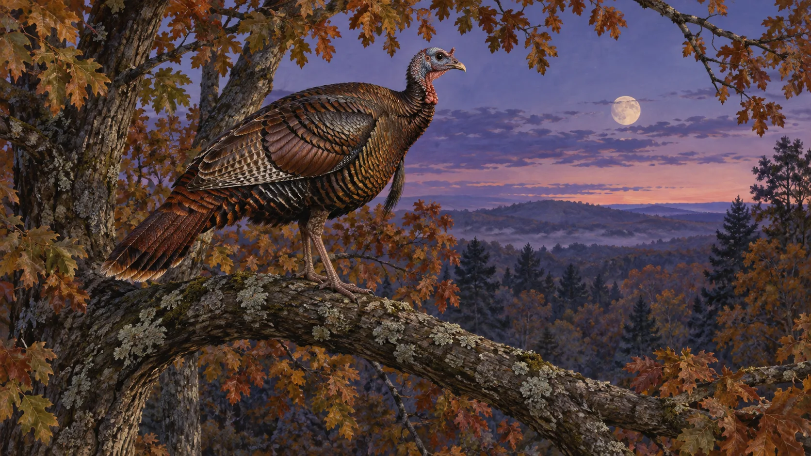 Wild turkey roosting on an oak branch at twilight