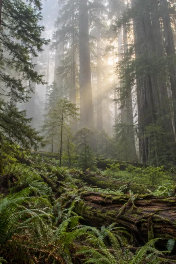 Ancient coast redwoods rise above ferns and fallen logs in morning fog