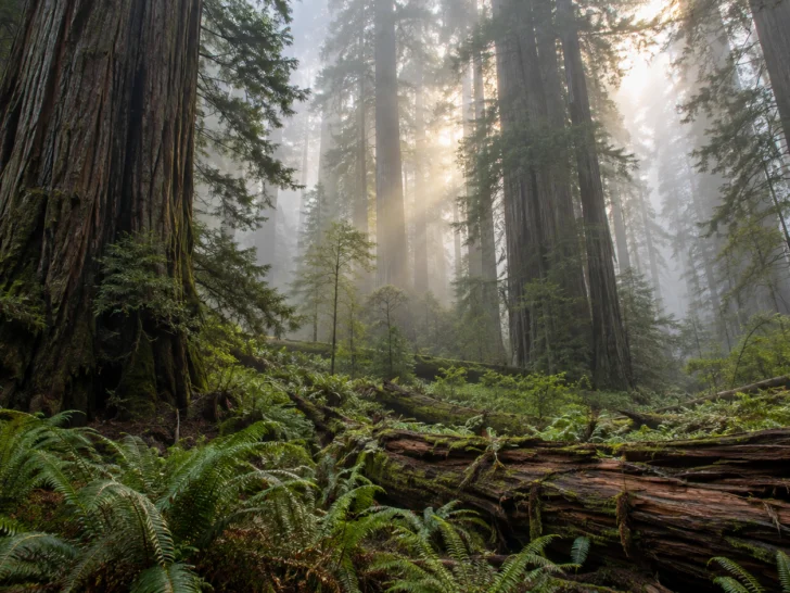 Ancient coast redwoods rise above ferns and fallen logs in morning fog