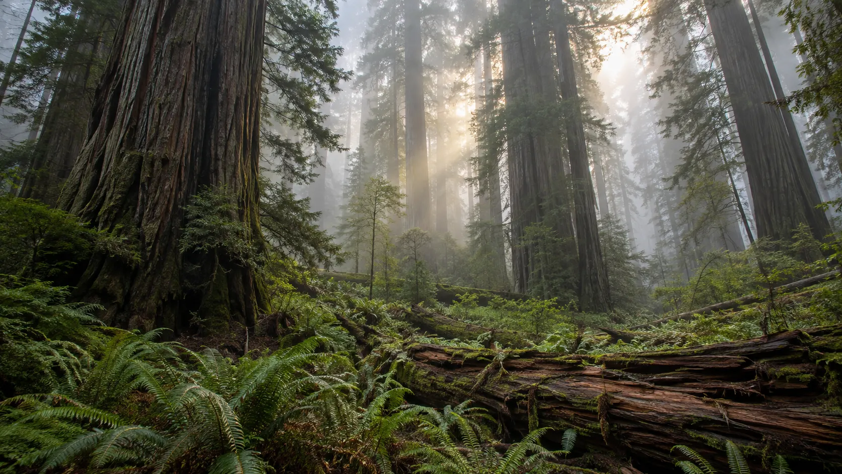 Ancient coast redwoods rise above ferns and fallen logs in morning fog