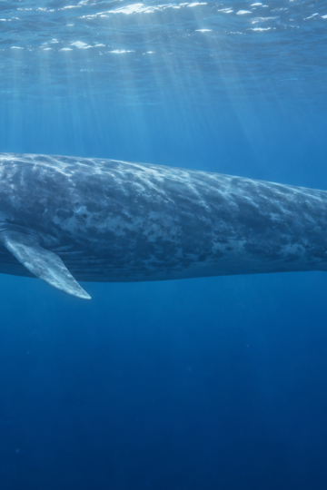 Blue whale swimming in clear open ocean beneath sunlit water