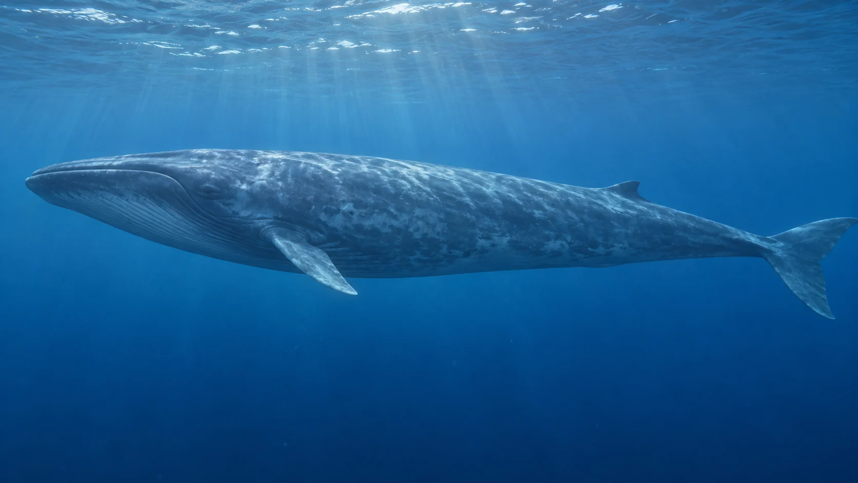 Blue whale swimming in clear open ocean beneath sunlit water