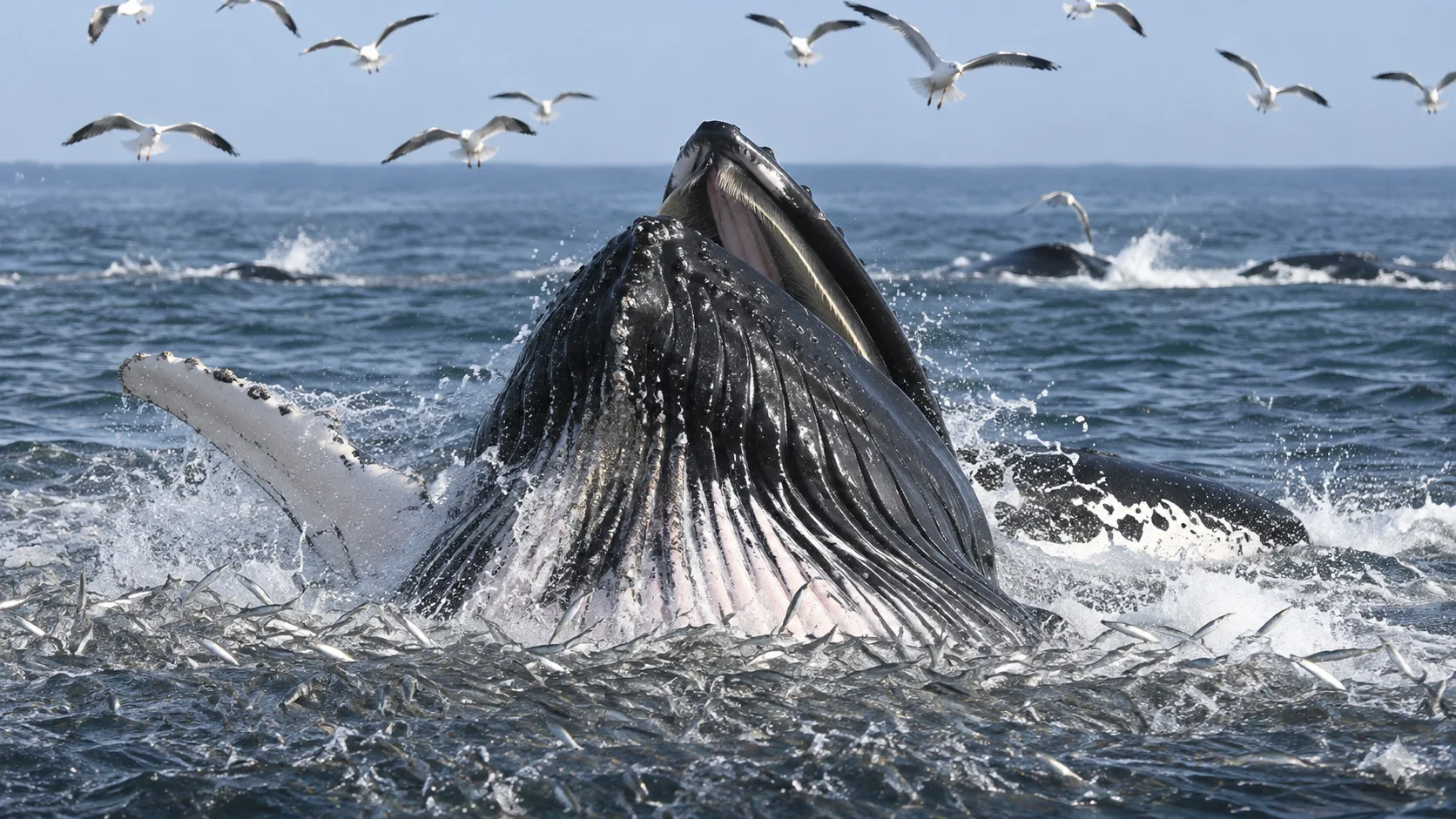 Humpback whale lunge-feeding through a school of small fish